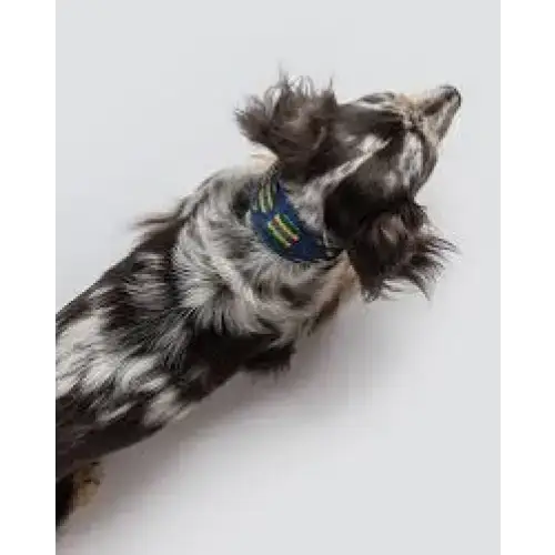 Hundehalsband | Etna Blue