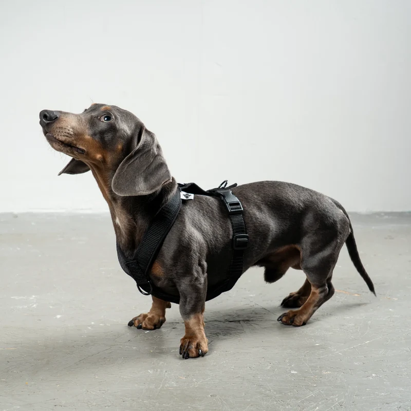 Hundegeschirr Dackel | All Black