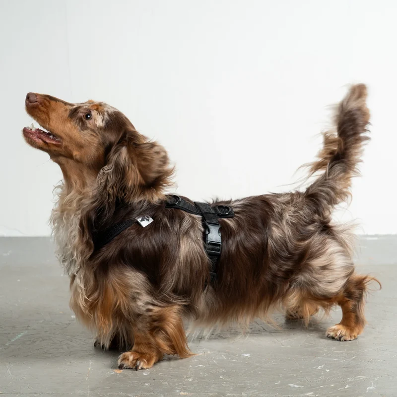 Hundegeschirr Dackel | All Black