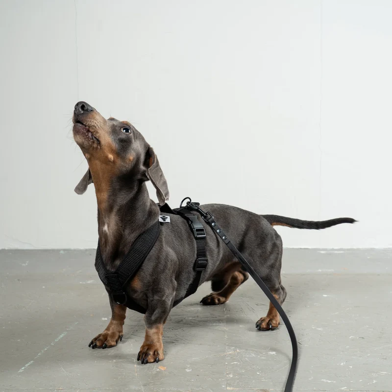 Hundegeschirr Dackel | All Black