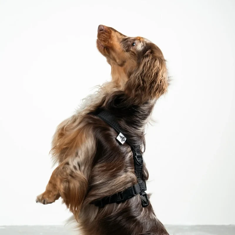 Hundegeschirr Dackel | All Black