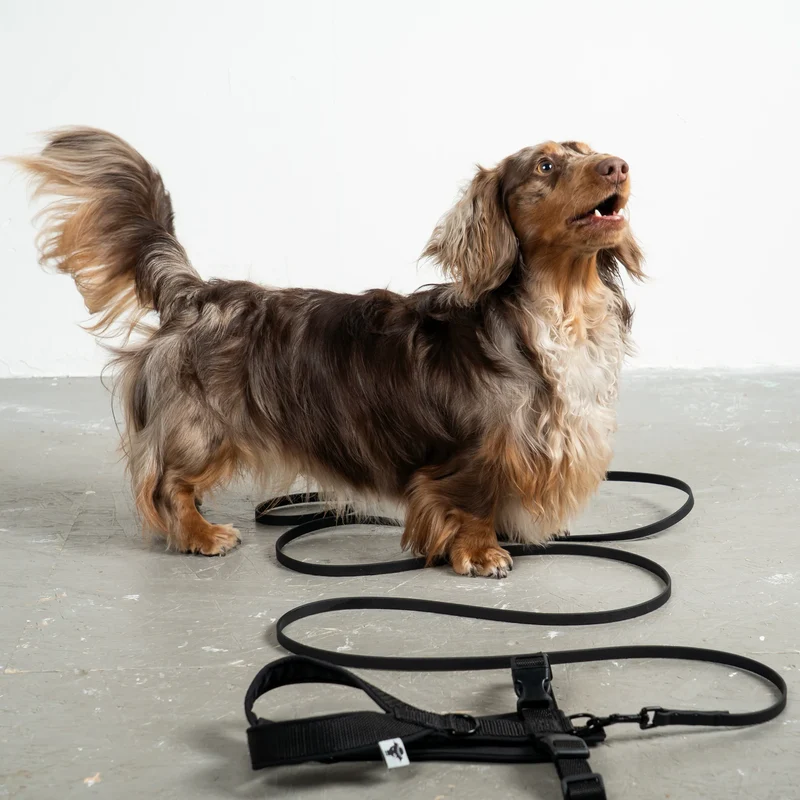 Hundegeschirr Dackel | All Black