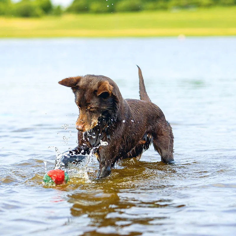 Beeztees Splashball - Wasserball 3 Stück - blau/rot - Ø 6,2 cm - Hundespielzeug