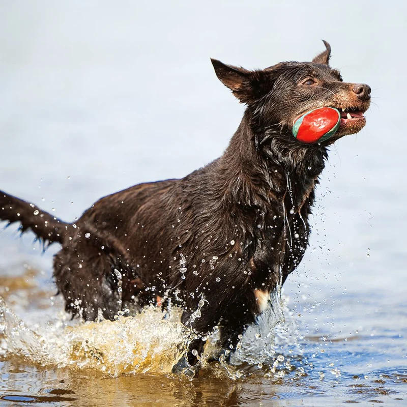 Beeztees Splashball - Wasserball 3 Stück - blau/rot - Ø 6,2 cm - Hundespielzeug
