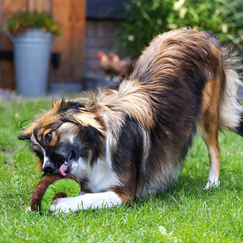 Beeztees Hundespielzeug FRUITY DONUTS - knistert quietscht - Apportierspielzeug