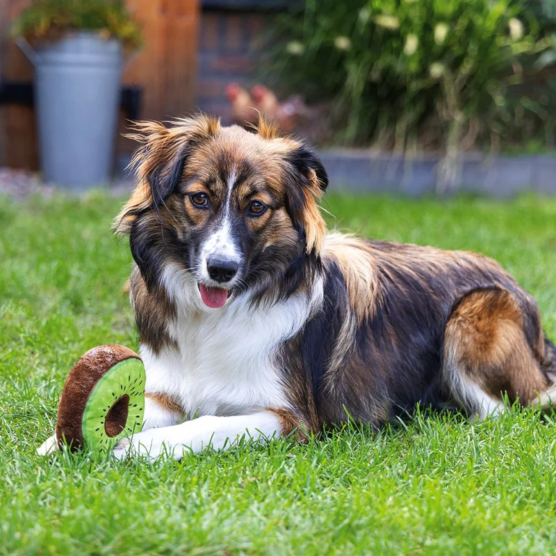 Beeztees Hundespielzeug FRUITY DONUTS - knistert quietscht - Apportierspielzeug