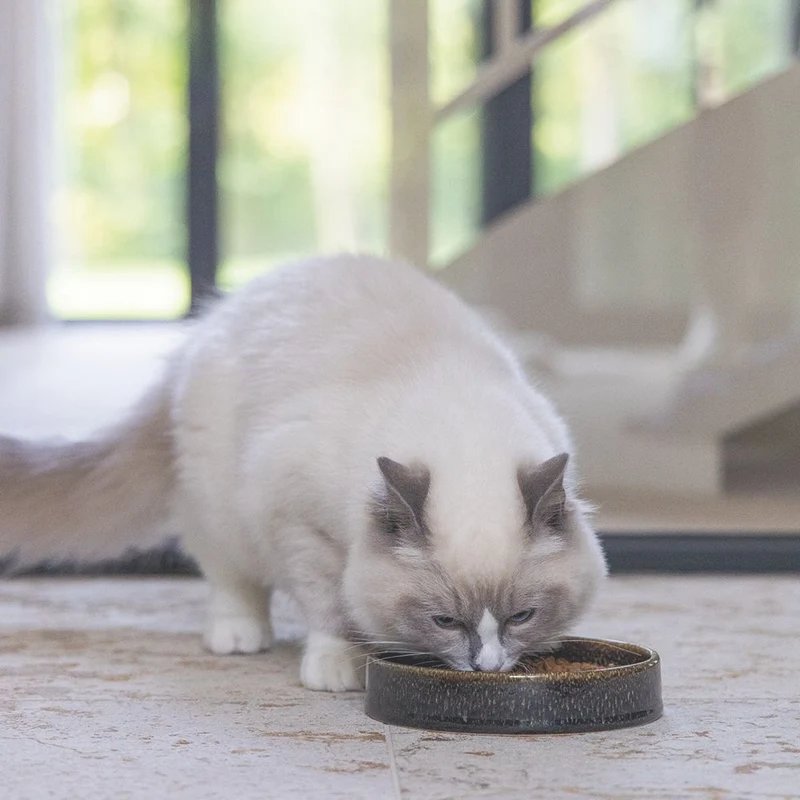 Designed by Lotte Keramik Katzennapf JACE - Milchschale Futternapf Fressnapf