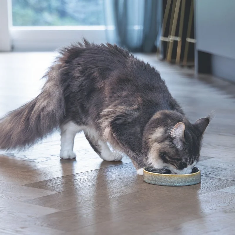 Designed by Lotte Keramik Katzennapf JACE - Milchschale Futternapf Fressnapf