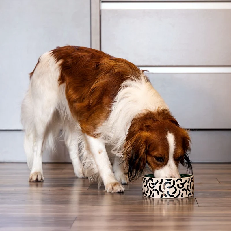 Beeztees Keramik Hundennapf - 3 Größen Futternapf Fressnapf Wassernapf für Hunde