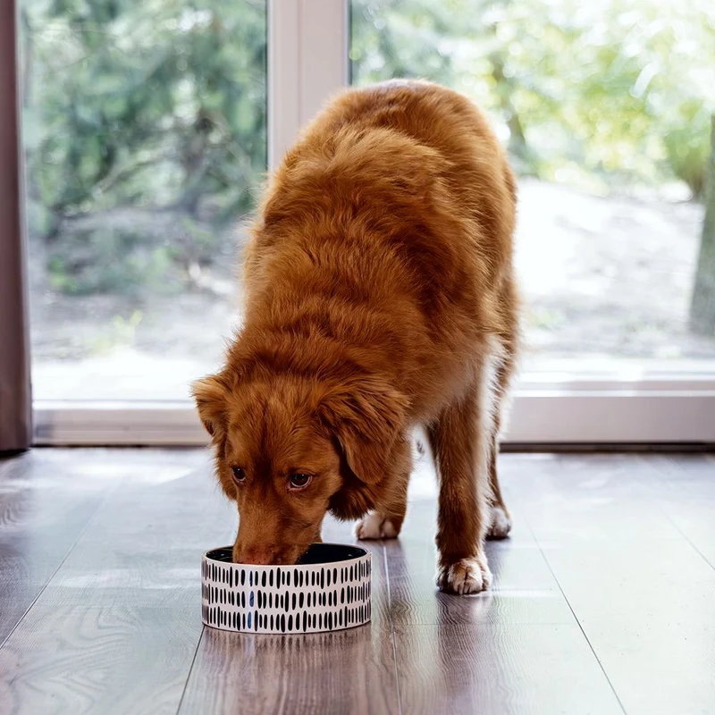 Beeztees Keramik Hundennapf - 3 Größen Futternapf Fressnapf Wassernapf für Hunde