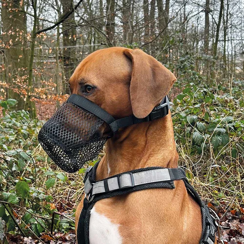 Nobby Giftköderschutz Leckschutz Hunde - Trinken/Hecheln/Schnüffeln ist möglich - Maulkorb