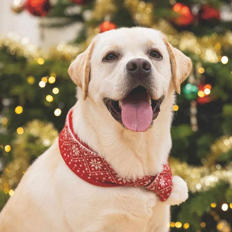 Beeztees XMAS Strickschal für Hunde - 75 cm - Weihnachtsschal Hundeschal Bommel