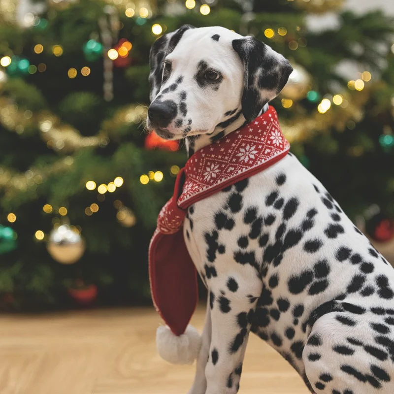 Beeztees XMAS Strickschal für Hunde - 75 cm - Weihnachtsschal Hundeschal Bommel