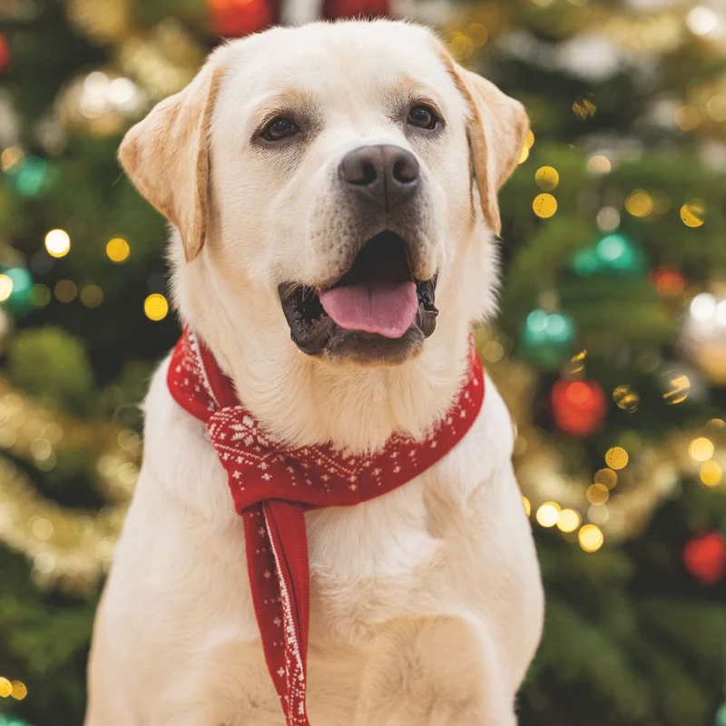 Beeztees XMAS Strickschal für Hunde - 75 cm - Weihnachtsschal Hundeschal Bommel
