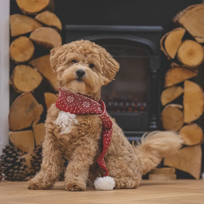 Beeztees XMAS Strickschal für Hunde - 75 cm - Weihnachtsschal Hundeschal Bommel