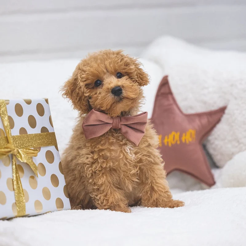 Designed by Lotte XMAS Hundespielzeug STERN & WEIHNACHTSBAUM - Samt - Kissen