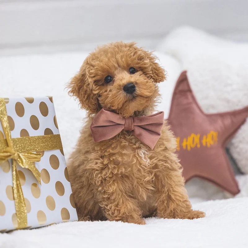 Designed by Lotte Hundeschleife ZAZA - Samt - Fliege für Halsband - Hund Katze
