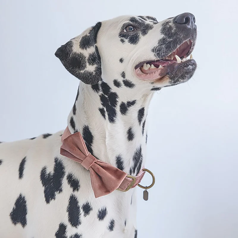 Designed by Lotte Hundeschleife ZAZA - Samt - Fliege für Halsband - Hund Katze