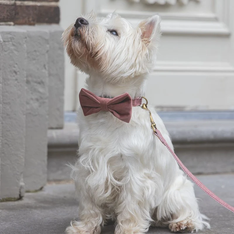 Designed by Lotte Hundeschleife ZAZA - Samt - Fliege für Halsband - Hund Katze