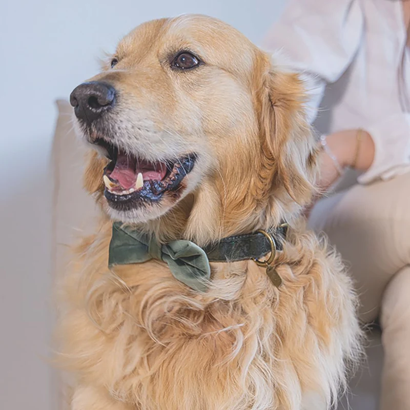 Designed by Lotte Hundeschleife ZAZA - Samt - Fliege für Halsband - Hund Katze