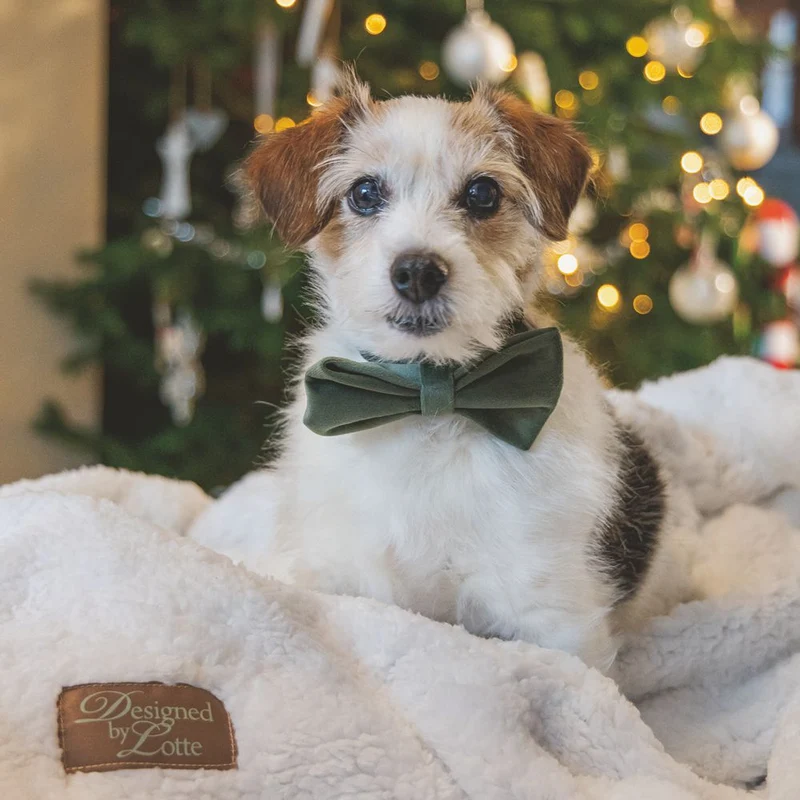 Designed by Lotte Hundeschleife ZAZA - Samt - Fliege für Halsband - Hund Katze