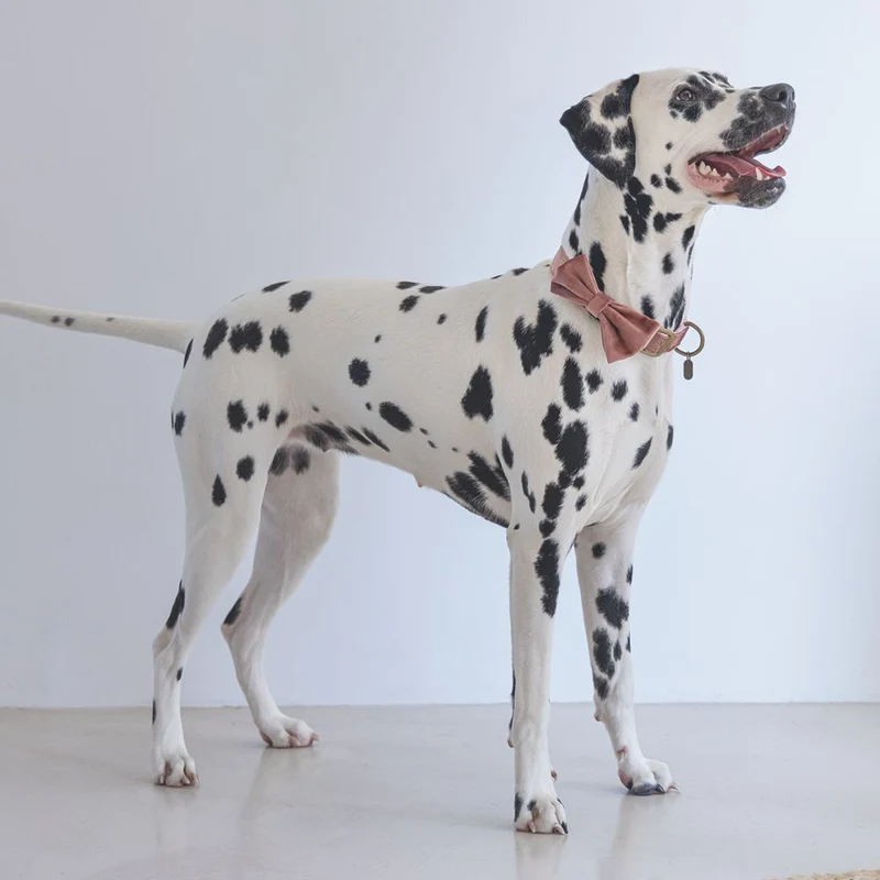 Designed by Lotte Hundeschleife ZAZA - Samt - Fliege für Halsband - Hund Katze