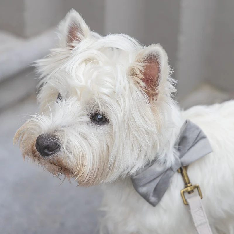 Designed by Lotte Hundeschleife ZAZA - Samt - Fliege für Halsband - Hund Katze