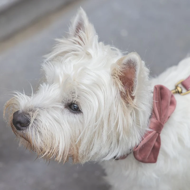 Designed by Lotte Hundeschleife ZAZA - Samt - Fliege für Halsband - Hund Katze