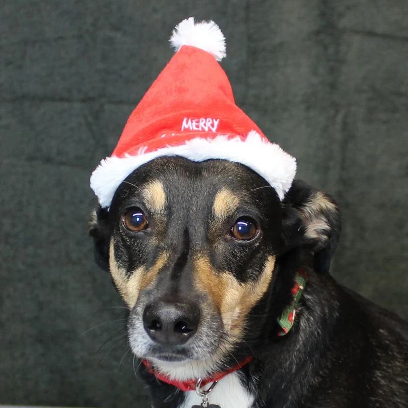 Nobby XMAS Plüsch-Mütze - 16 cm hoch - für Hunde und Katzen - Weihnachtsmütze