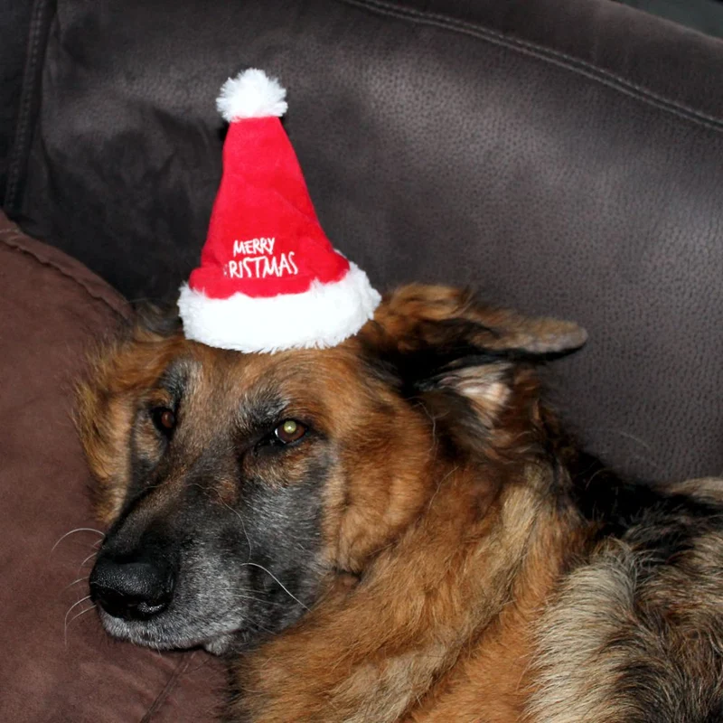 Nobby XMAS Plüsch-Mütze - 16 cm hoch - für Hunde und Katzen - Weihnachtsmütze