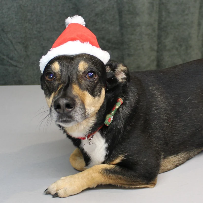 Nobby XMAS Plüsch-Mütze - 16 cm hoch - für Hunde und Katzen - Weihnachtsmütze