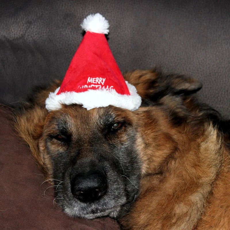 Nobby XMAS Plüsch-Mütze - 16 cm hoch - für Hunde und Katzen - Weihnachtsmütze