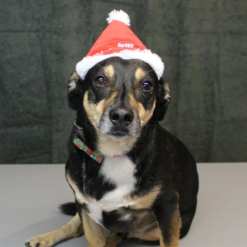 Nobby XMAS Plüsch-Mütze - 16 cm hoch - für Hunde und Katzen - Weihnachtsmütze