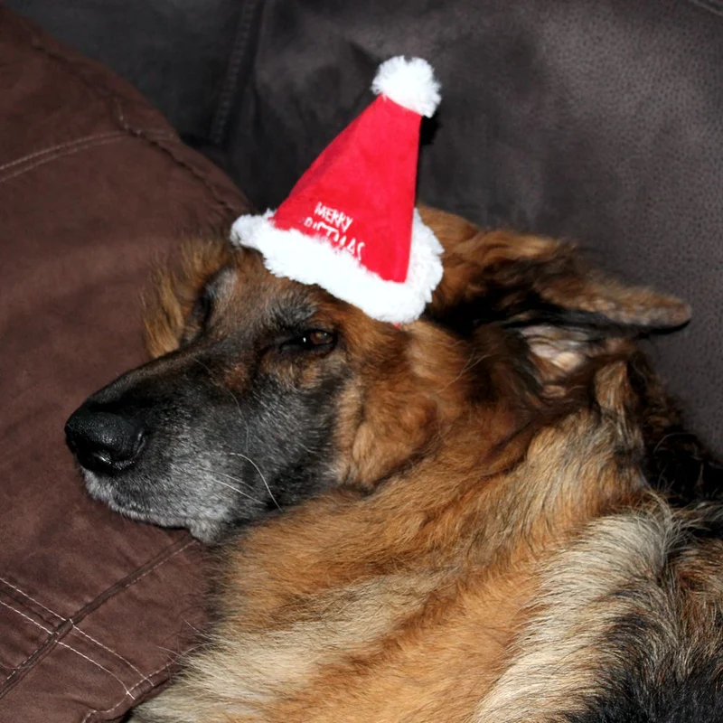 Nobby XMAS Plüsch-Mütze - 16 cm hoch - für Hunde und Katzen - Weihnachtsmütze