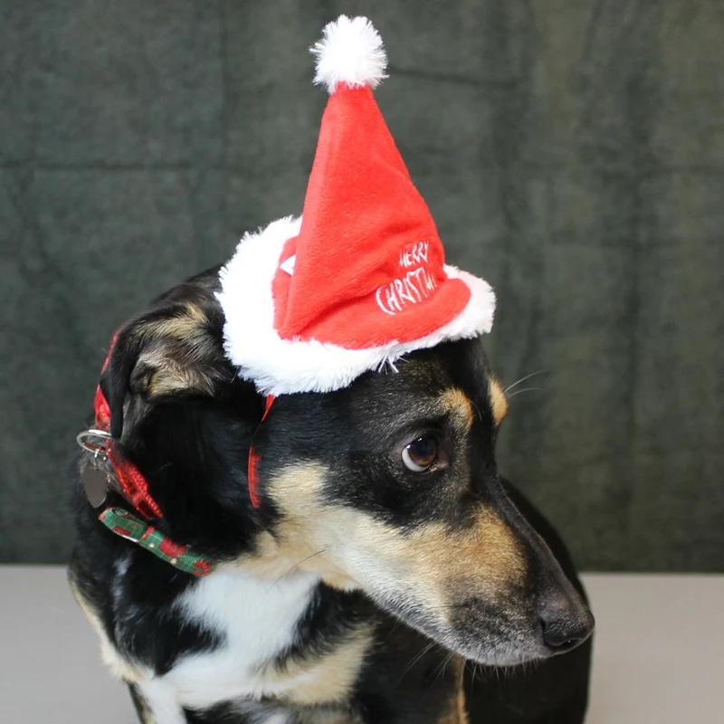 Nobby XMAS Plüsch-Mütze - 16 cm hoch - für Hunde und Katzen - Weihnachtsmütze