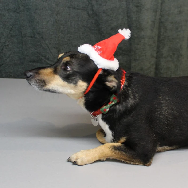 Nobby XMAS Plüsch-Mütze - 16 cm hoch - für Hunde und Katzen - Weihnachtsmütze