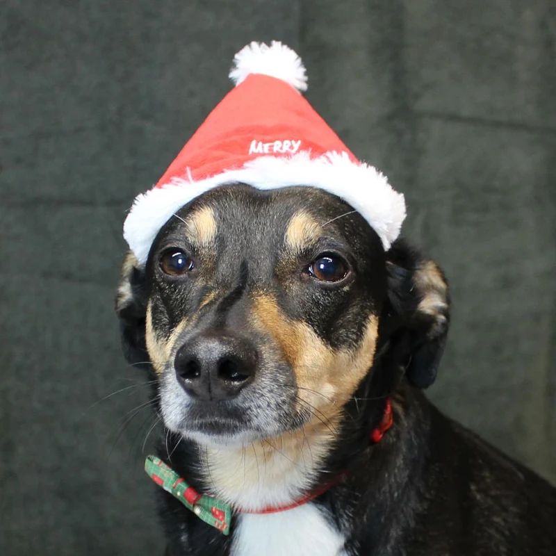 Nobby XMAS Plüsch-Mütze - 16 cm hoch - für Hunde und Katzen - Weihnachtsmütze