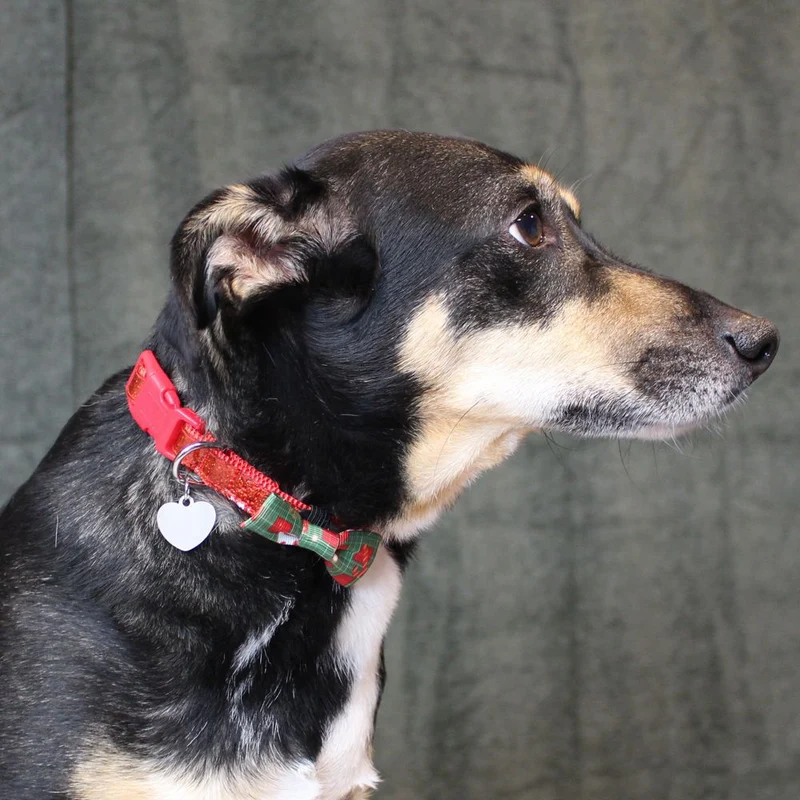 Nobby XMAS Halsband mit Schleife - S/M/L - Hundehalsband Weihnachten Fliege