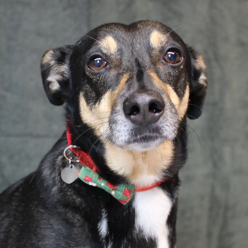 Nobby XMAS Halsband mit Schleife - S/M/L - Hundehalsband Weihnachten Fliege