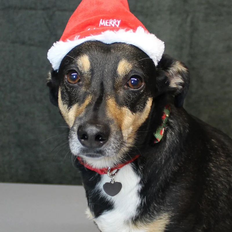 Nobby XMAS Halsband mit Schleife - S/M/L - Hundehalsband Weihnachten Fliege