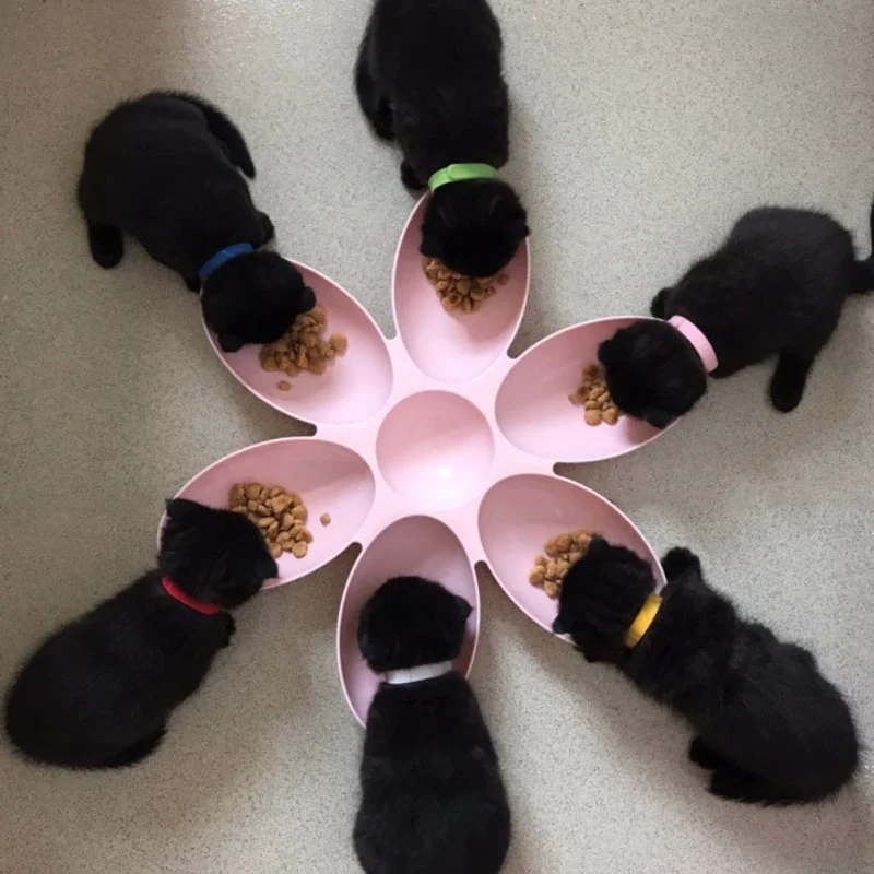 Blumenförmiger Futterteller für Katzen – 6 Schalen In Verschiedenen Farben