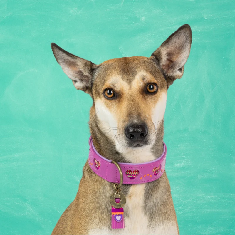 Hundehalsband, Spice