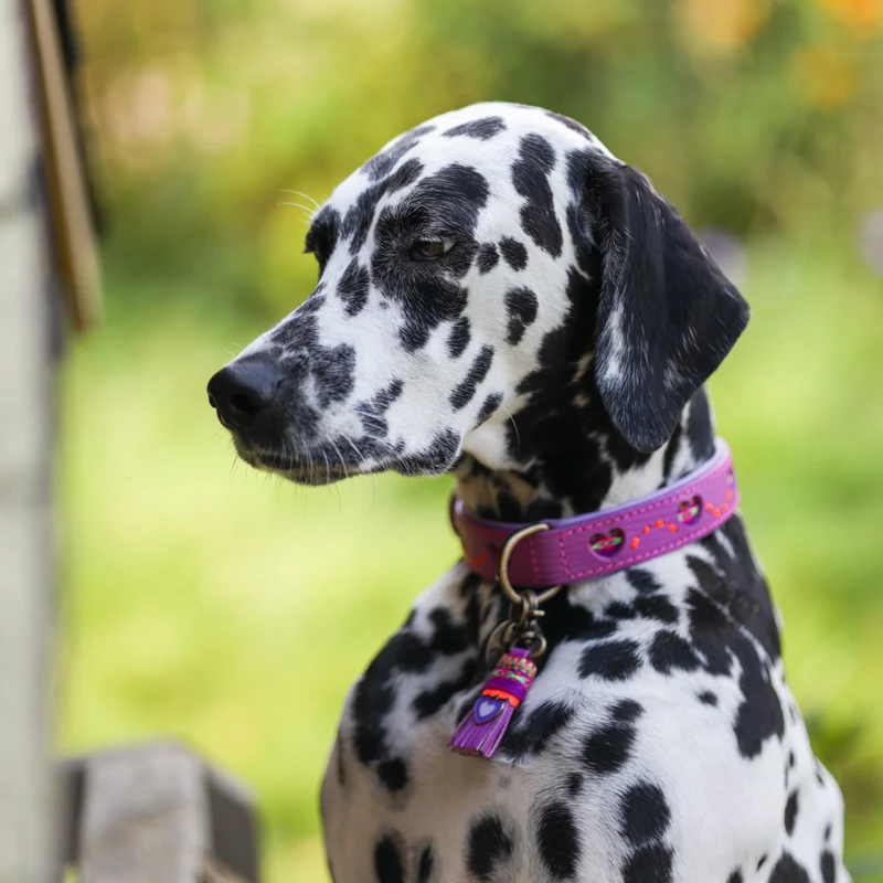 Hundehalsband, Spice