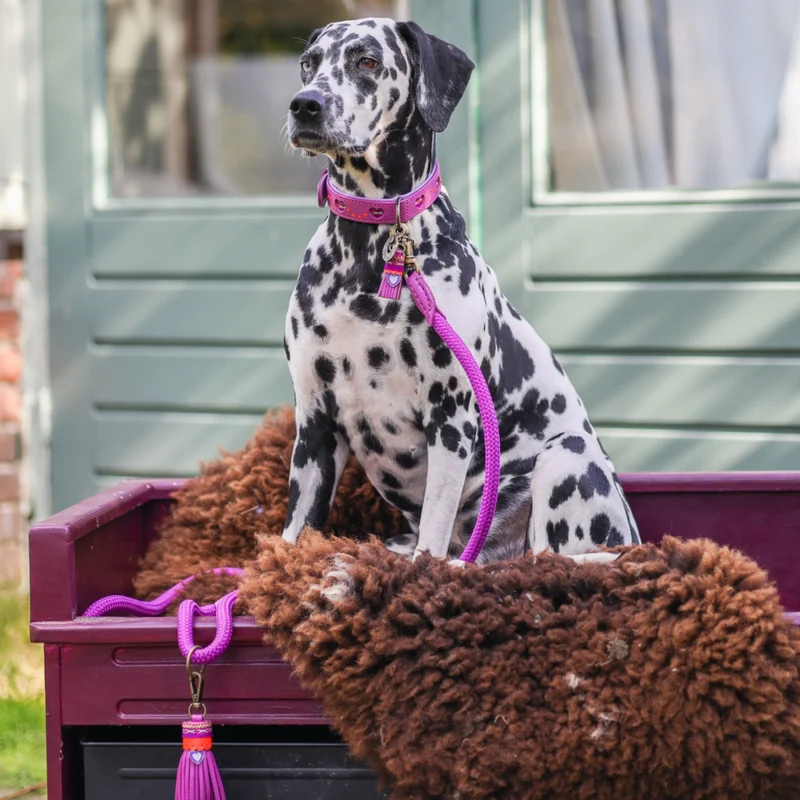 Hundehalsband, Spice