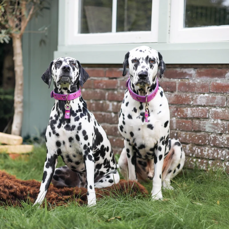 Hundehalsband, Spice