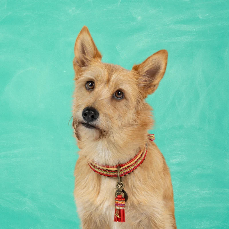 Hundehalsband, Gypsy