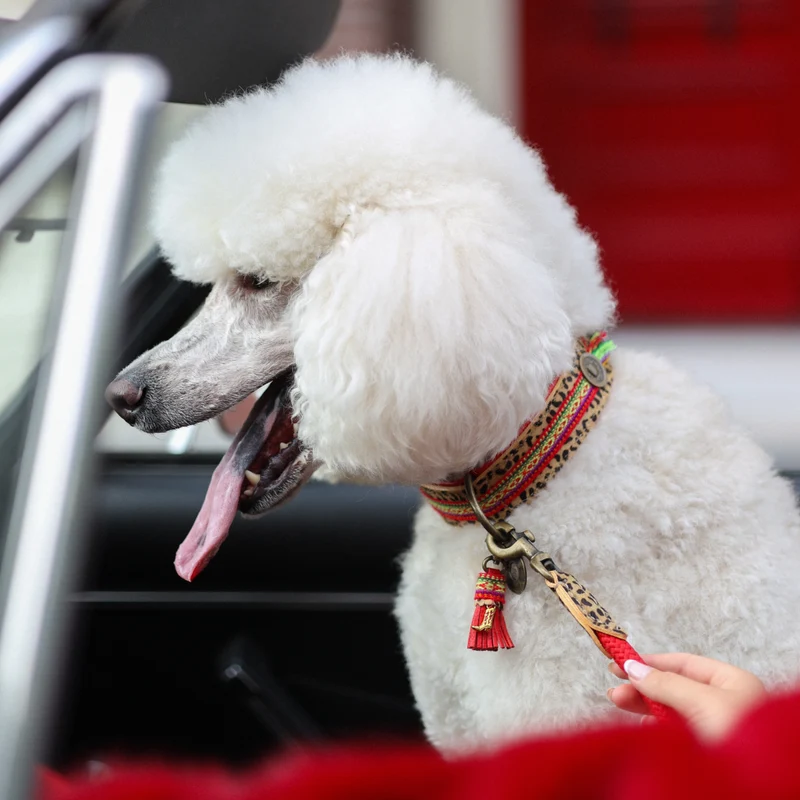 Hundehalsband, Gypsy