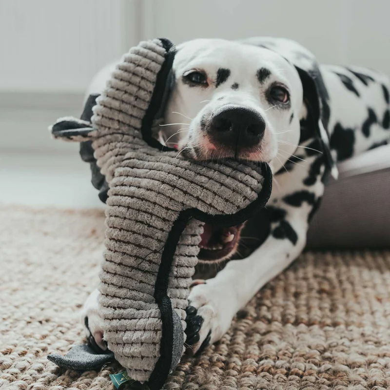 Hundespielzeug Kolding