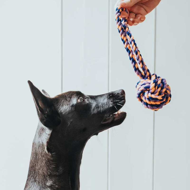 Hundespielzeug Jena