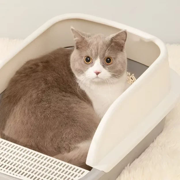 Katzenstreu Schale mit Hohem Rand – Praktisch und Hygienisch